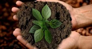 sustentabilidad-sostenibilidad