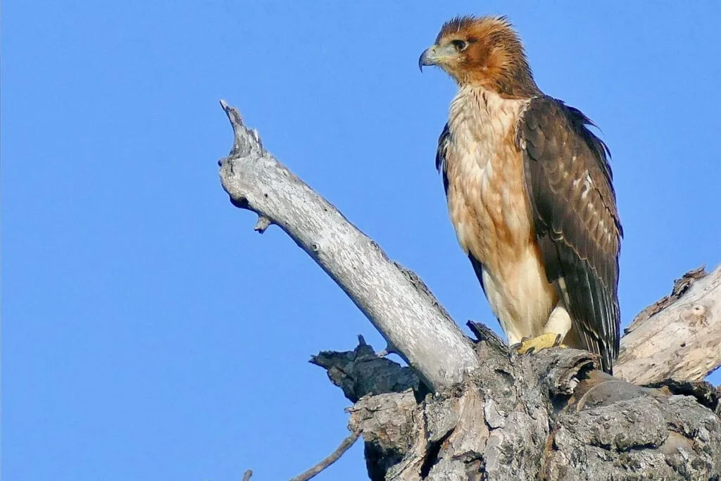 ÁGUILA CALZADA » Características, donde vive y qué come El águila Calzada