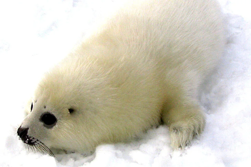 FOCA POLAR » Características, Hábitat, Alimento, Reproducción, Amenazas, peligro de extinción FOCA POLAR » Características, Hábitat, Alimento, Reproducción, Amenazas, peligro de extinción