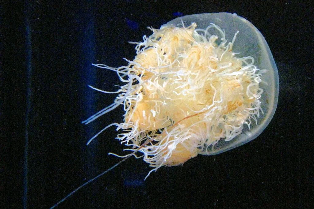MEDUSA NOMURA » Características, Hábitat, Alimentos y Amenazas. MEDUSA NOMURA » Características, Hábitat, Alimentos y Amenazas.
