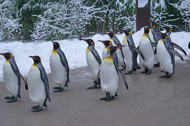 tipos-pinguinos