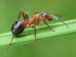 HORMIGA» Características, Organización De Las Hormiga, Hormigueros Y Tipos De Hormiga