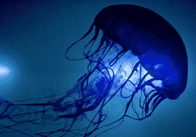 MEDUSA » Características, Hábitat, Alimentos, Tipos De Medusas, Forma De Respirar, Reproducción, Amenazas De Las Medusas