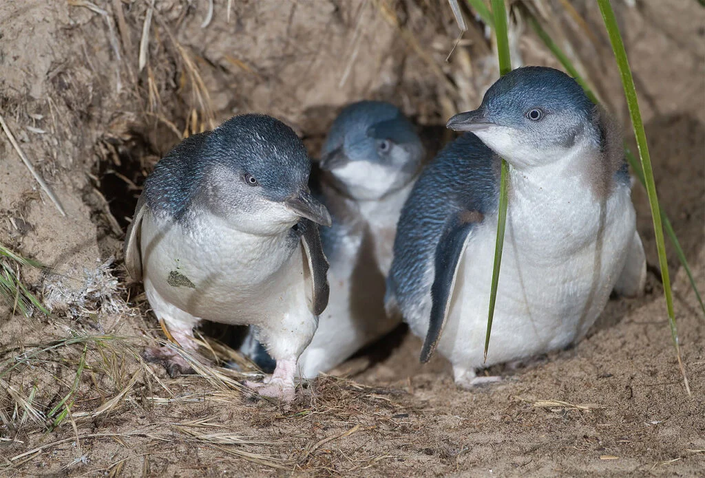 PINGÜINO AZUL » Características, Hábitat, Alementación, Amenazas PINGÜINO AZUL » Características, Hábitat, Alementación, Amenazas