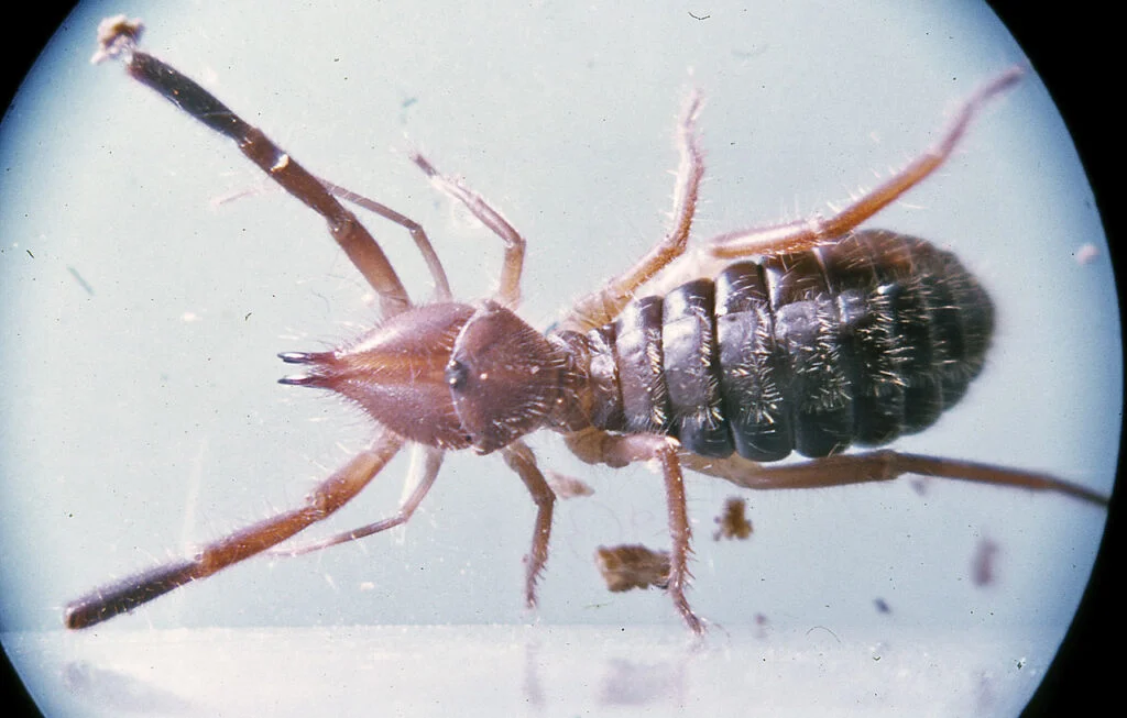 ARAÑA CAMELLO» Características, Alimentación, Hábitat Araña Camello.