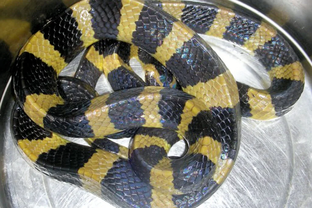 SERPIENTES MÁS VENENOSAS » Top 4 Krait Común