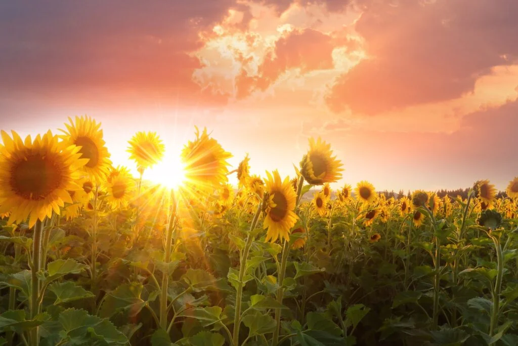 ENERGÍA SOLAR PASIVA » Qué es, Aprovechamiento, Ventajas ENERGÍA SOLAR PASIVA. Photo by Timothy Eberly. Unsplash