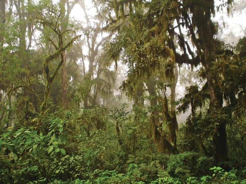 Las 8 regiones naturales del Perú Las 8 regiones naturales del Perú