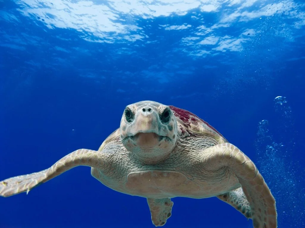 TORTUGA BOBA » Origen, Características, Amenazas Tortuga Boba