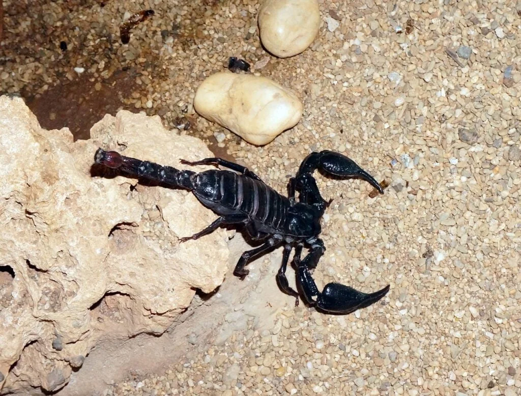 ANIMALES DEL DESIERTO » Lista, Ejemplos y Características scorpion, black, sand