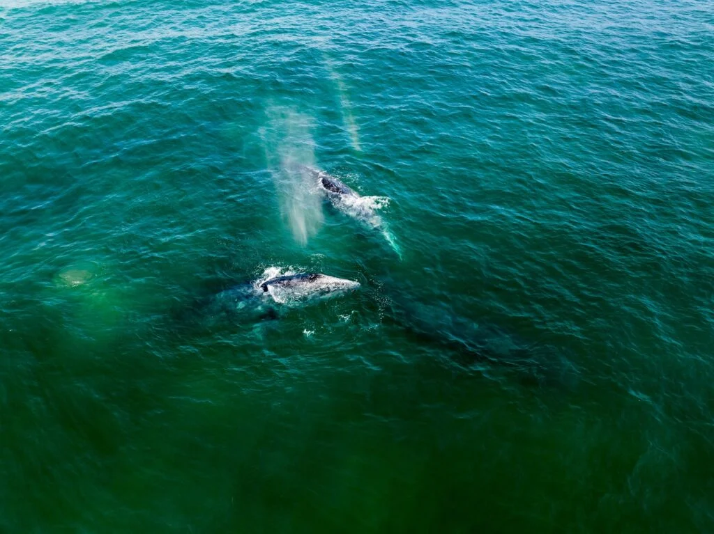 BALLENA GRIS » Cómo es, Dónde habita, Qué come Ballena Gris
