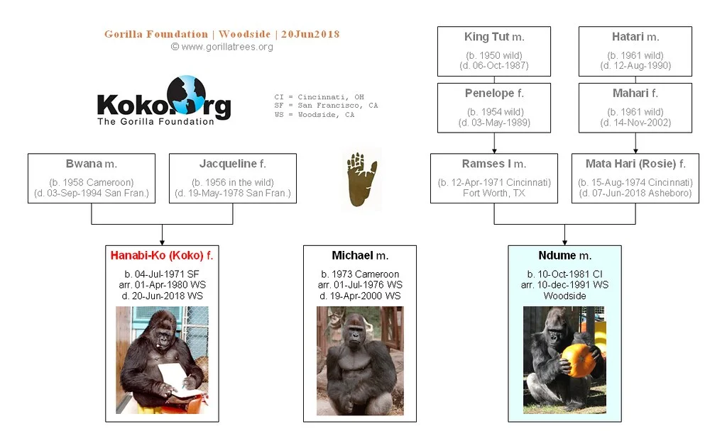 GORILA KOKO » Características, Hábitat, Que Come, Producción e Historia.