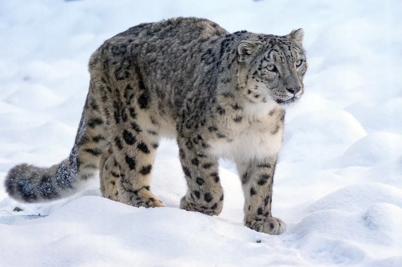 Pantera Uncia o leopardo de las nieves