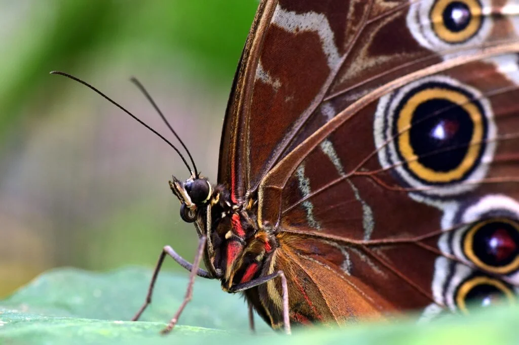 CABEZA DE LAS MARIPOSAS » Características, Alimentación y Tipos Cabeza de las Mariposas.