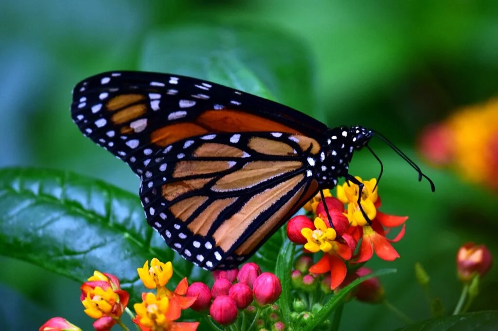 CABEZA DE LAS MARIPOSAS » Características, Alimentación y Tipos Cabeza de las Mariposas.