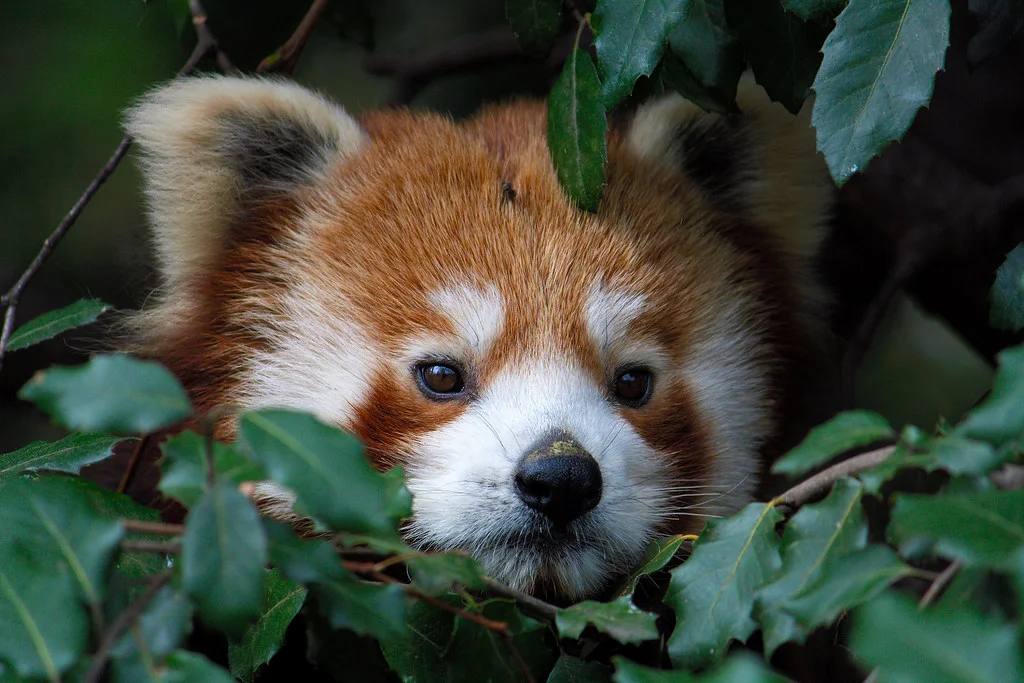 ANIMALES RAROS » Los animales más extraños que no conocías ANIMALES RAROS » Los animales más extraños que no conocías