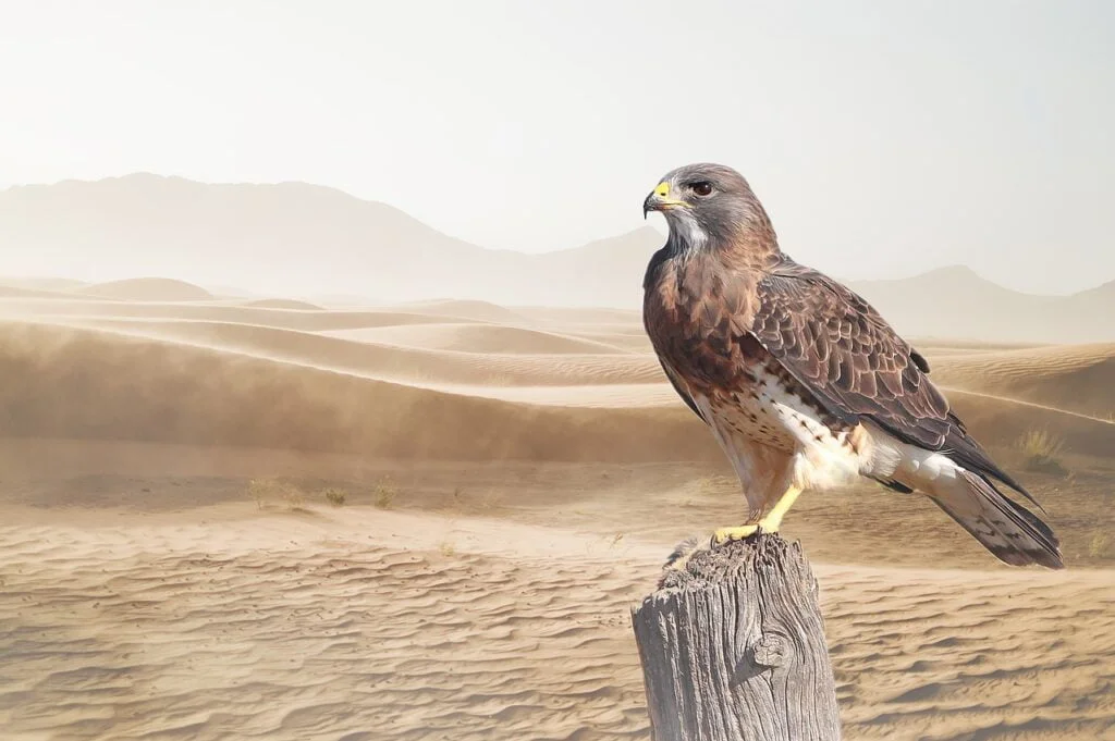 ANIMALES DEL DESIERTO » Lista, Ejemplos y Características desert, bird, raptor