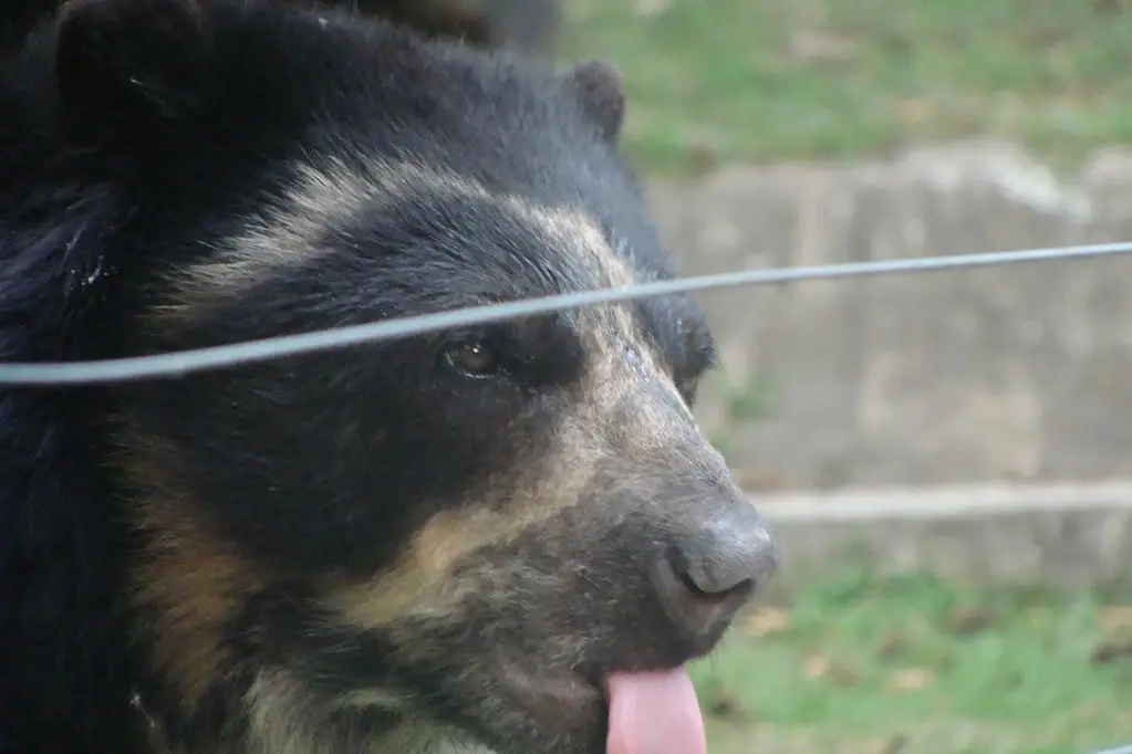 Animales en peligro de extincion en Venezuela Animales en peligro de extincion en Venezuela