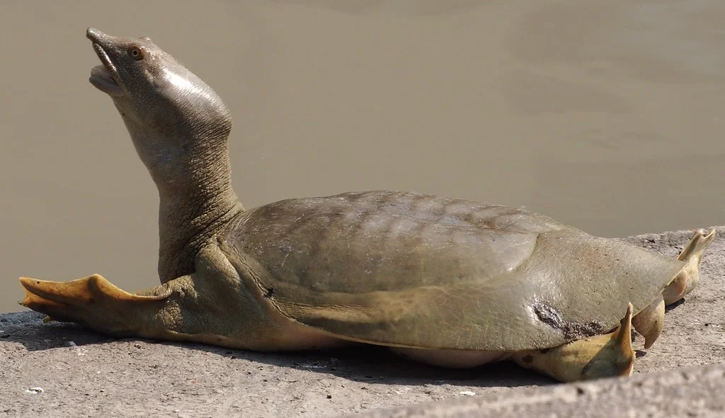ANIMALES RAROS » Los animales más extraños que no conocías ANIMALES RAROS » Los animales más extraños que no conocías