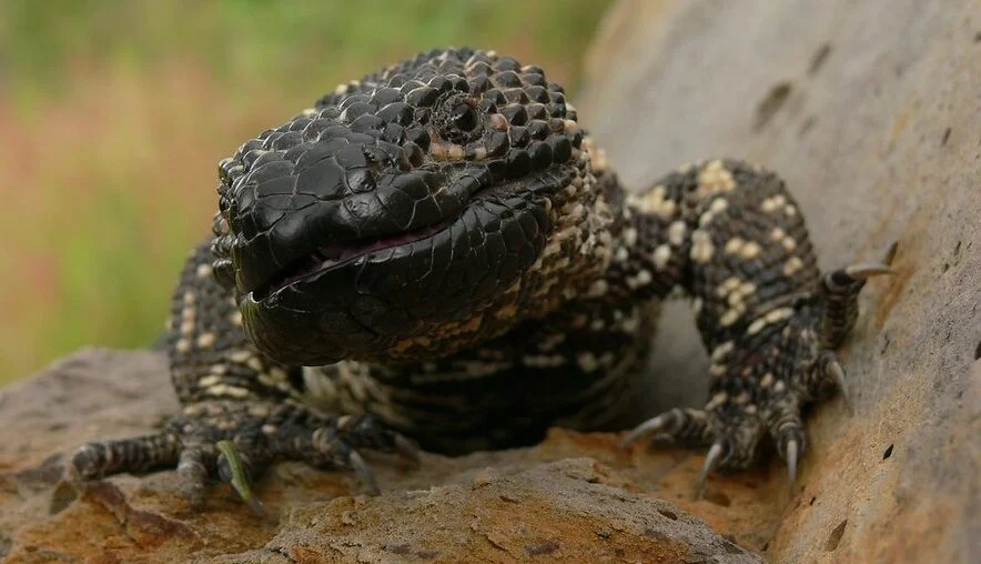 LAGARTO ENCHAQUIRADO » uno de los más venenosos que existen LAGARTO ENCHAQUIRADO » uno de los más venenosos que existen