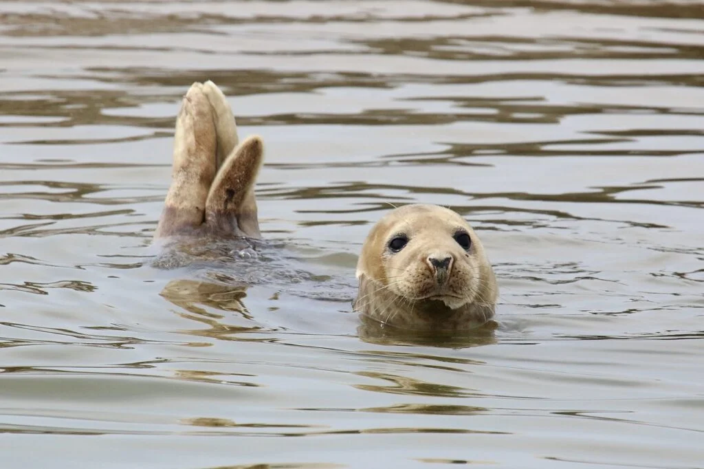 FOCA POLAR » Características, Hábitat, Alimento, Reproducción, Amenazas, peligro de extinción seal, animal, sea