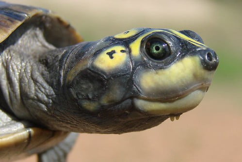Animales en peligro de extincion en Venezuela Animales en peligro de extincion en Venezuela