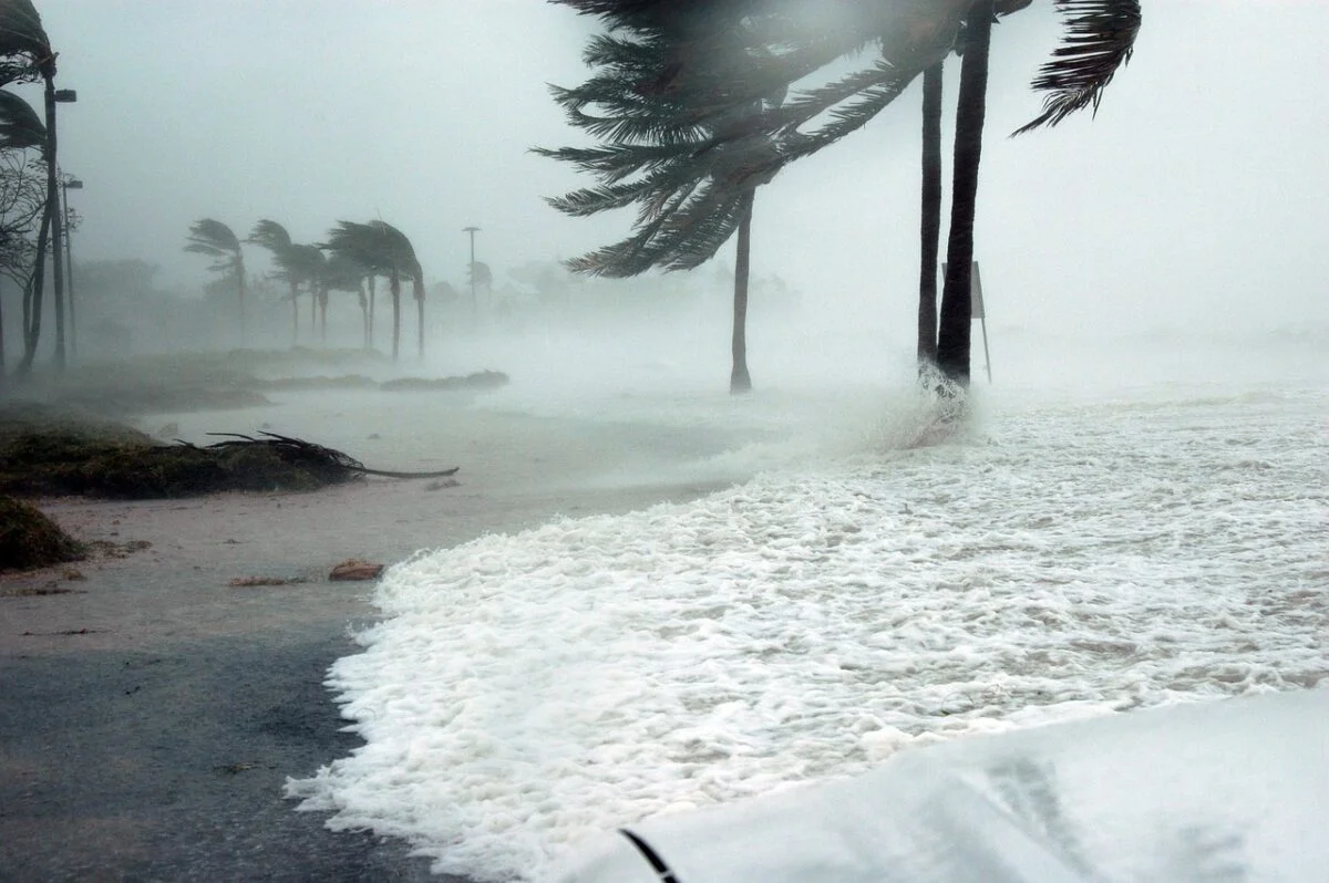 Animales en peligro de extinción: Causas, consecuencias y lista de animales en extinción key west, florida, hurricane