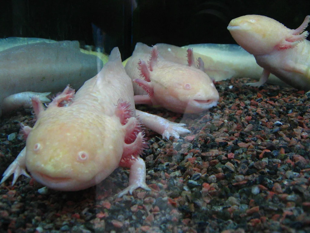 Animales en peligro de extinción en México Animales en peligro de extinción en México