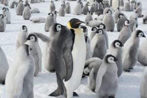 A breeding colony of Emperor penguins, one adult animal and a large group of penguin chicks.