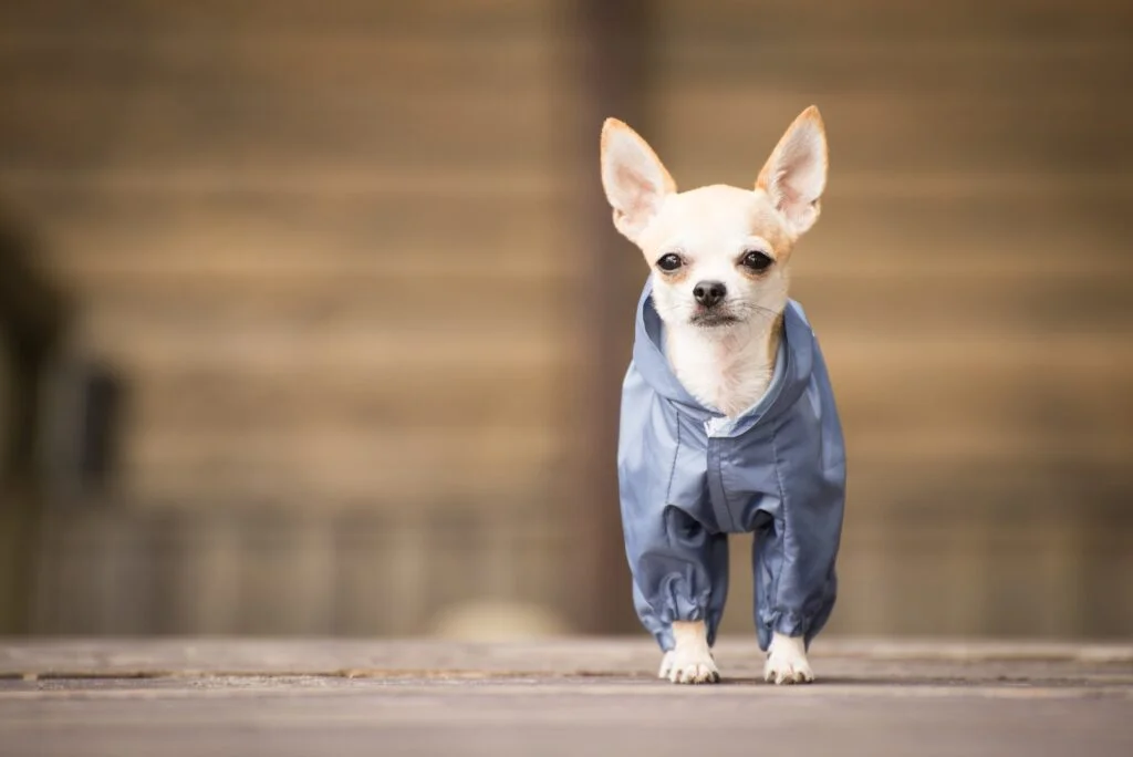 CHIHUAHUA » Características, Origen, Cuidados A chihuahua in clothes