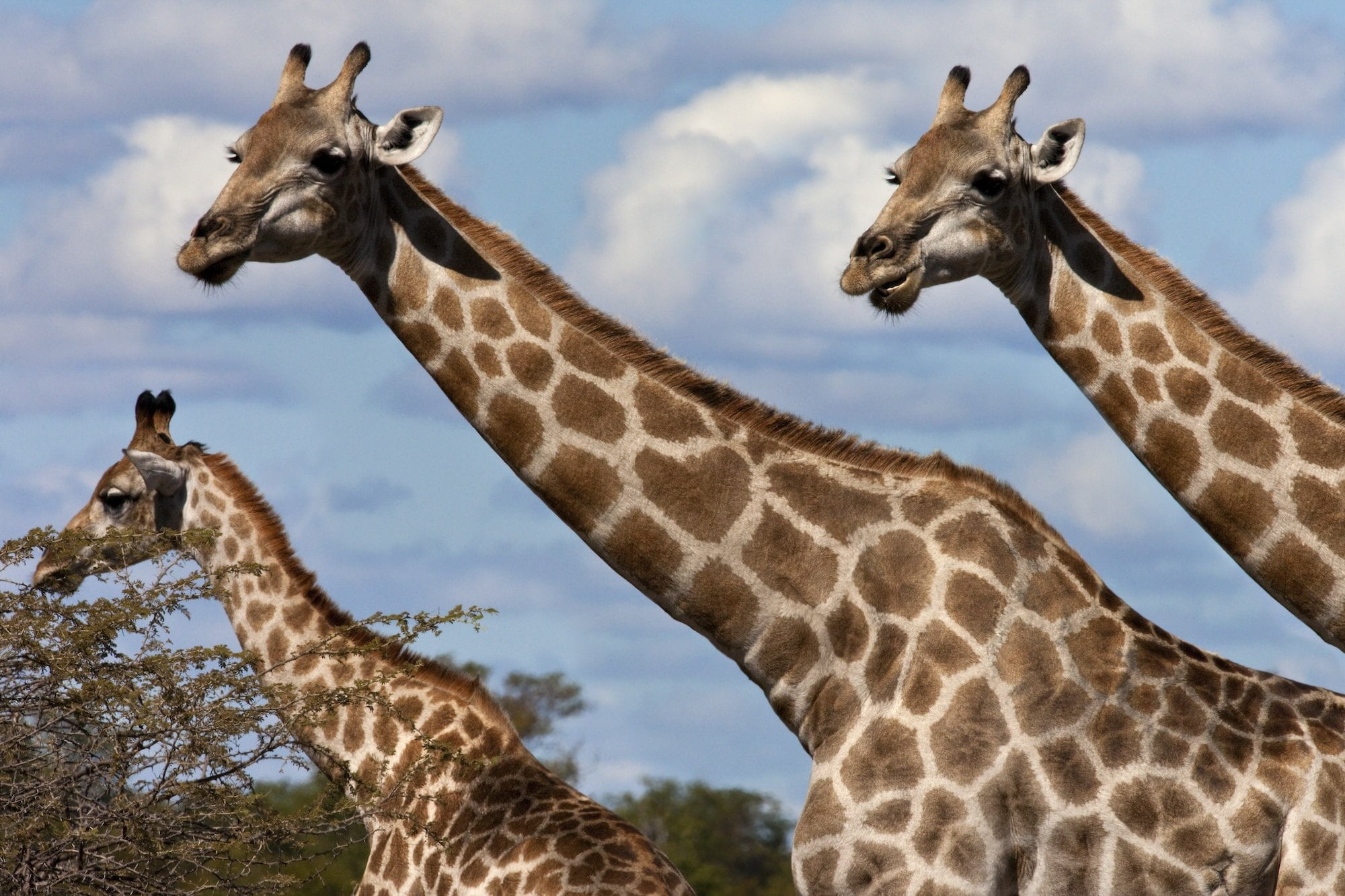 A group of Giraffe (Giraffa camelopardalis) in the Savuti region of Botswana, Africa.