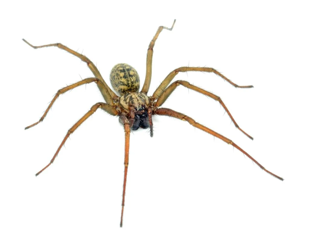 ARAÑA DE PATAS LARGAS» Características, Hábitat, Veneno Araña de Patas Largas. Foto por Envato.