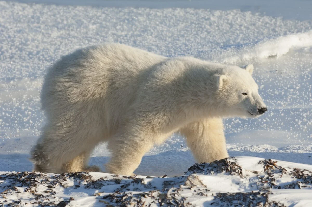animales en peligro de extinción A polar bear on a snowfield in Manitoba.