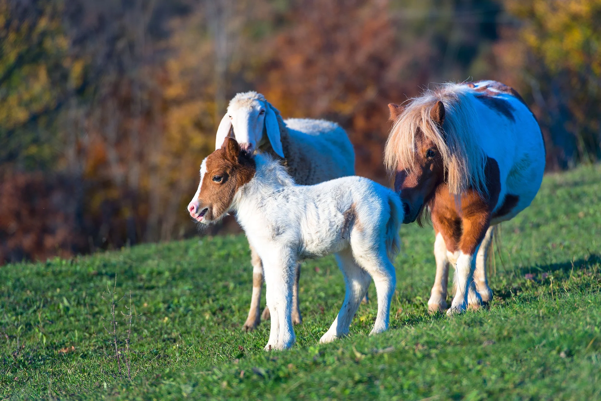 A pony with the small and a sheep