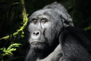 A wild mountain gorilla in the Bwindi Impenetrable Forest