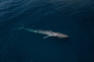 Aerial drone shot of a big blue whale (Balaenoptera musculu) swimming in the blue water