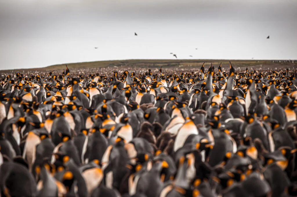 MARCHA DE PINGÜINOS » Por qué la realizan Marcha de pingüinos. Foto por Envato.