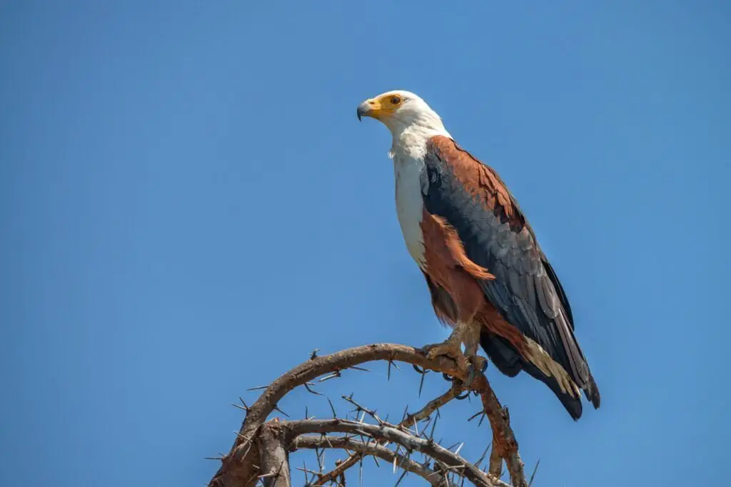 TAXONOMÍA DE LAS ÁGUILAS » Descripción completa African fish eagle