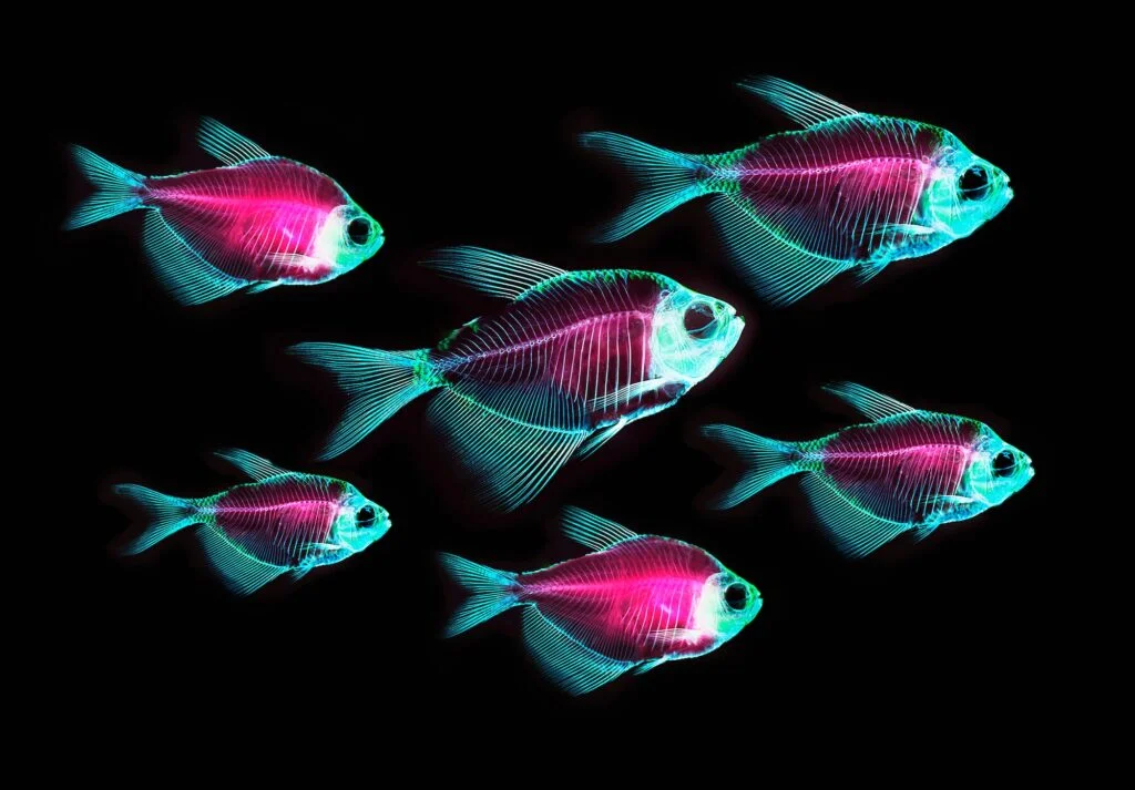PECES » Características, Alimentación, Reproducción Taxonomía de los Peces. Foto por Envato.
