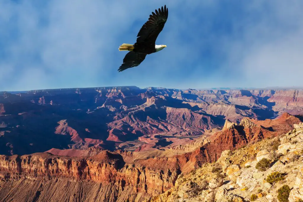 TAXONOMÍA DE LAS ÁGUILAS » Descripción completa American eagle