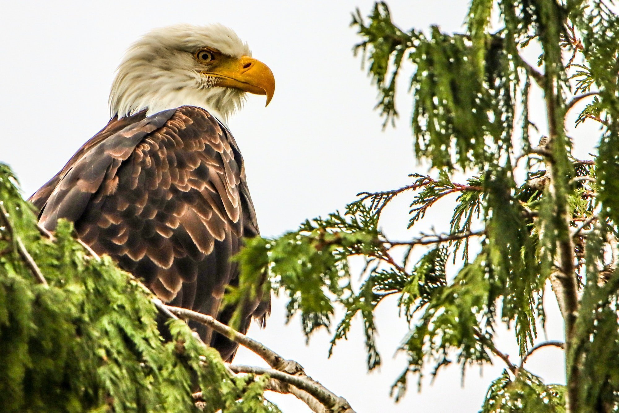 An eagle in a cedar tree
