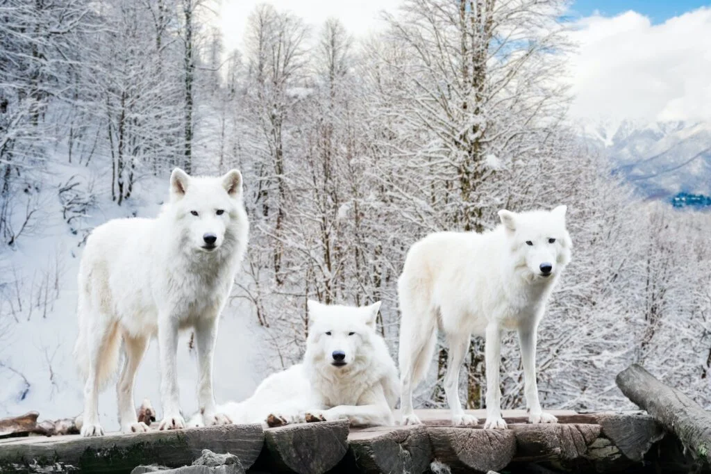 LOBO BLANCO » Características, alimentación y supervivencia Arctic Wolves. White wolf in Winter Forest