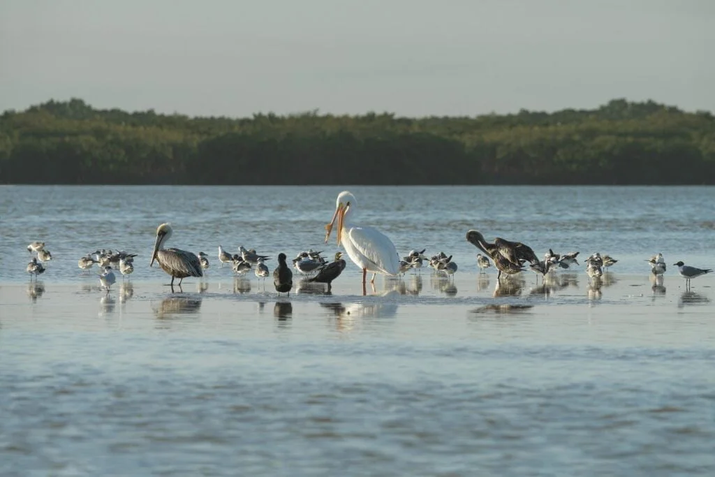 ANIMALES AÉREOS » Haz que tu conocimiento vuele con ellos Aves en Río Lagartos