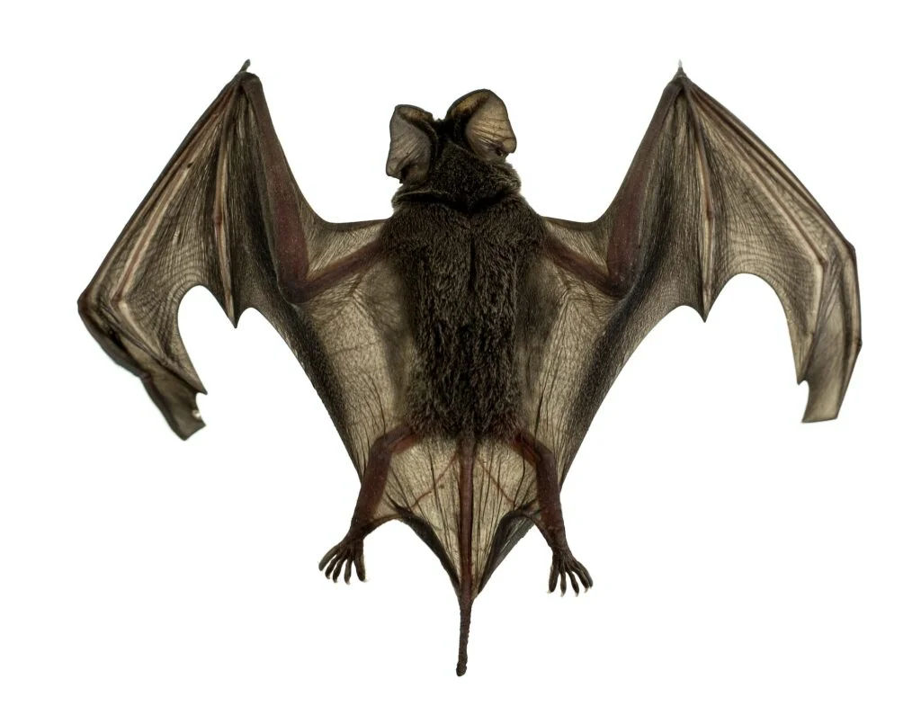 MURCIÉLAGO DE LA FRUTA » Características, qué come y donde habita Baby bat Spread wings are flying