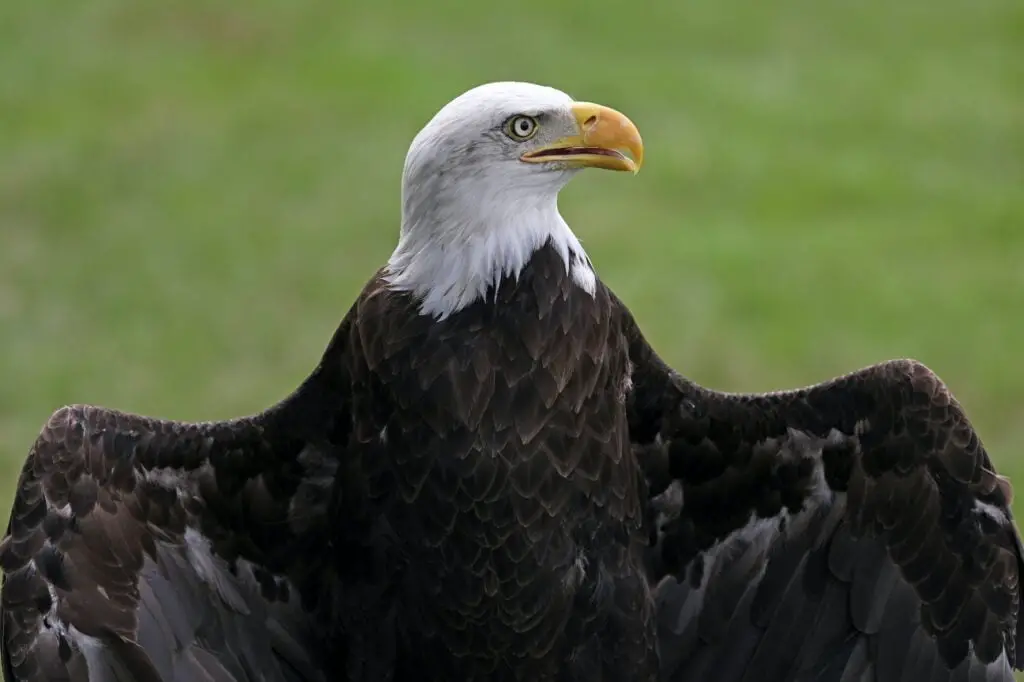 TAXONOMÍA DE LAS ÁGUILAS » Descripción completa Bald Eagle