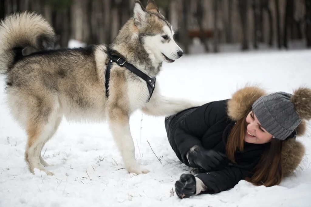 HUSKY SIBERIANO » Características, Temperamento, Cuidados Razas de Perros. Foto por Envato.