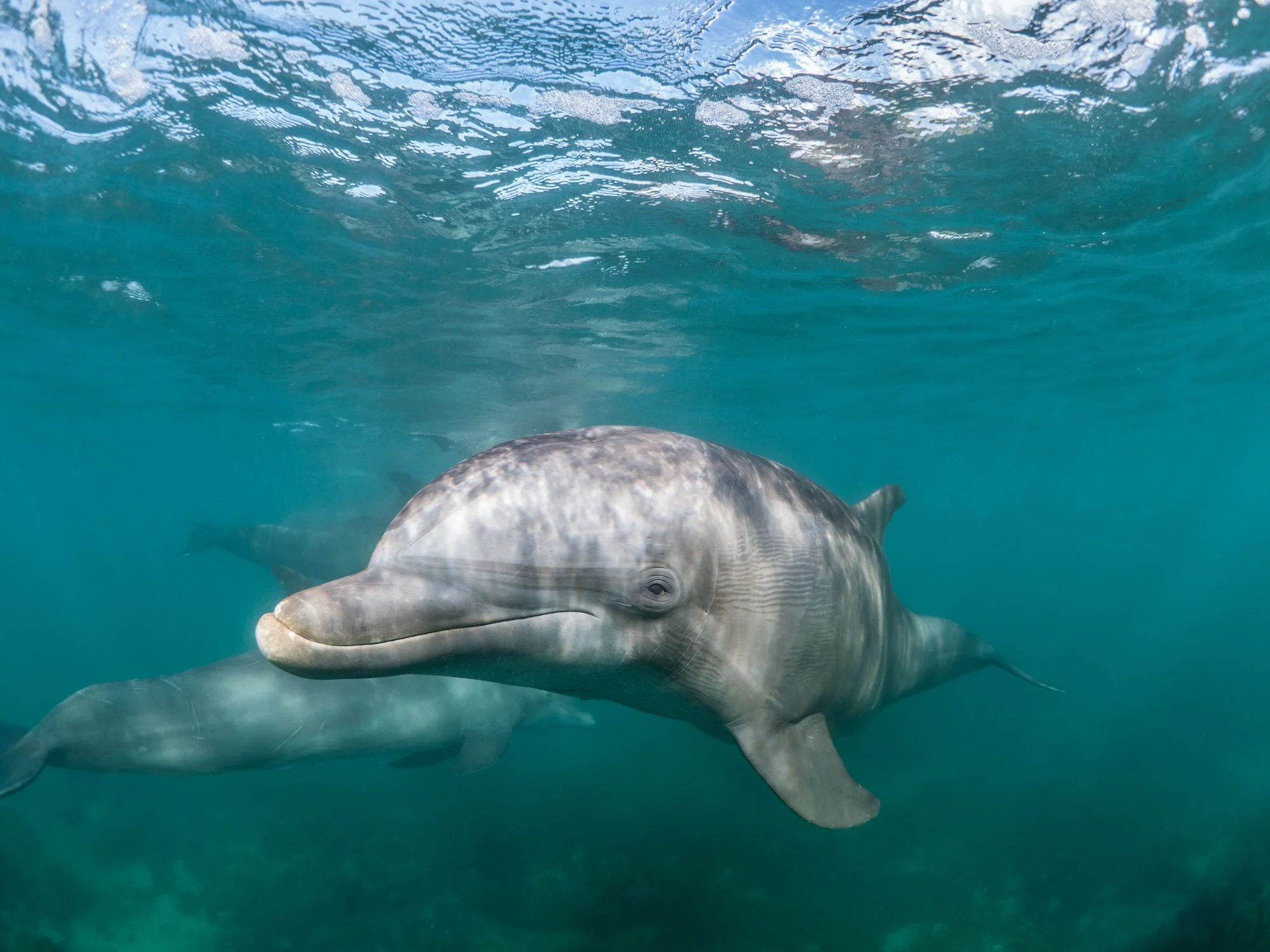 Beautiful shot of a Common bottlenose dolphin living his best life under the sea
