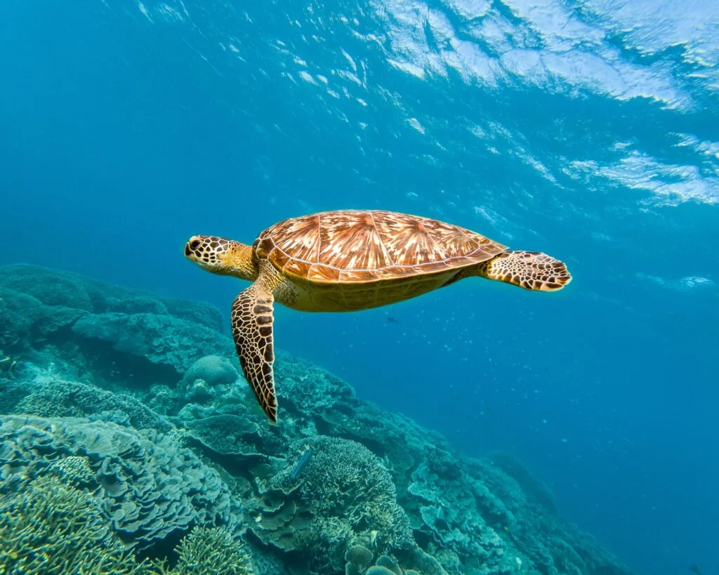 animales en peligro de extinción Tortuga Carey. Foto por Envato.