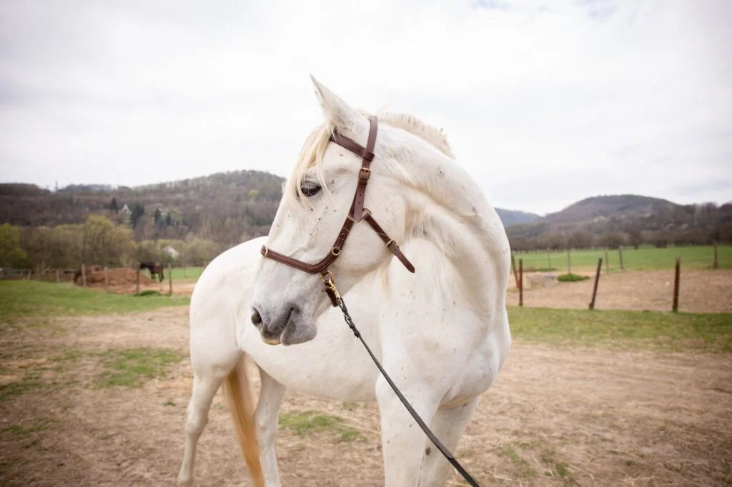 CABALLO BLANCO » Cómo es, Qué come, Cuánto vive Beautiful white horse portrait