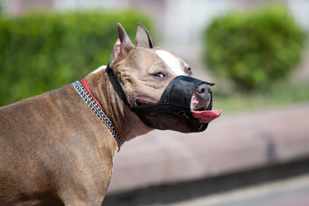 AGRESIVIDAD EN PERROS» Tipos, Síntomas, Tratamiento Agresividad en Perros. Foto por Envato.